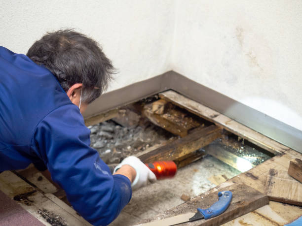 Best HVAC Mold Remediation in Lowes Island, VA