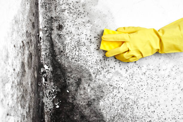Best Post-Flood Mold Remediation in Lowes Island, VA