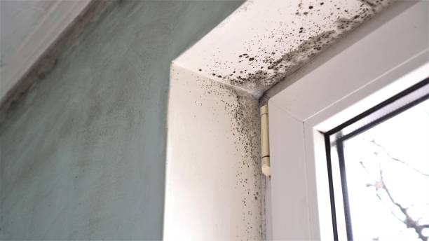 Best DIY Mold Remediation Support Services in Lowes Island, VA