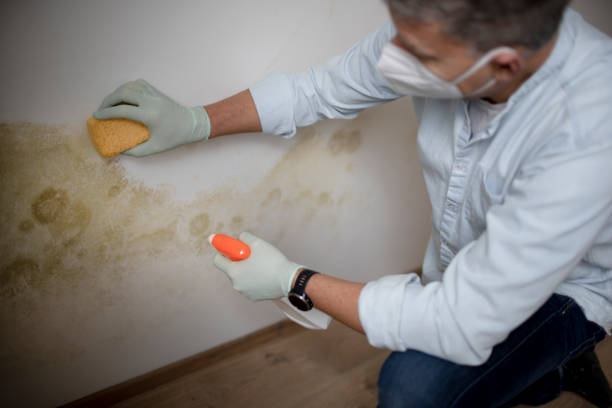 Best Residential Mold Remediation in Lowes Island, VA