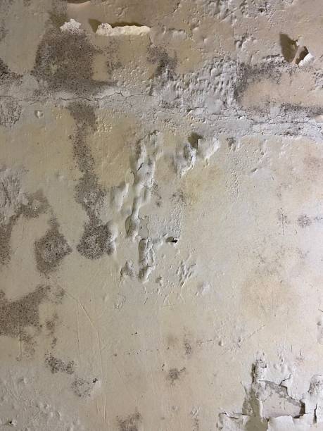 Best Commercial Mold Remediation in Lowes Island, VA