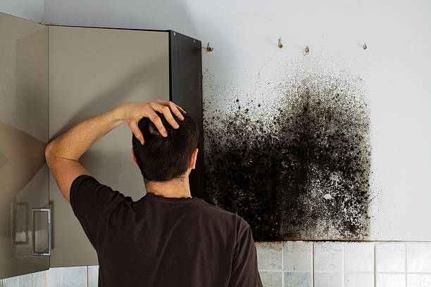 Best Residential Mold Remediation in Lowes Island, VA