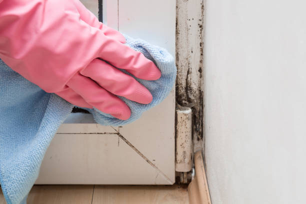 Best Residential Mold Remediation in Lowes Island, VA